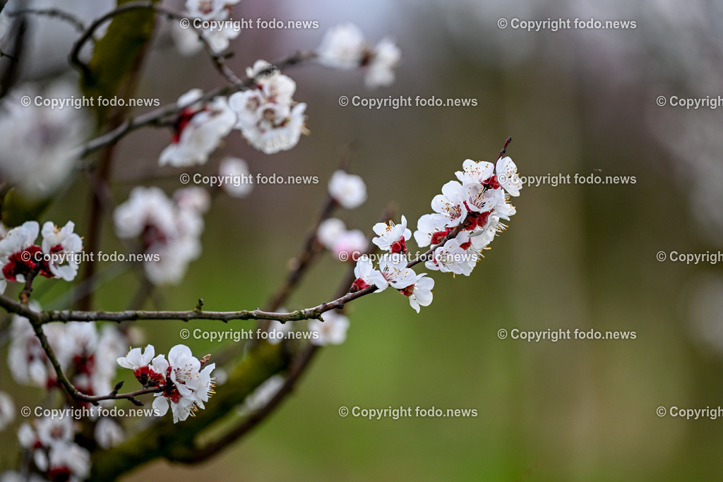 Marillenbluete Niederneukirchen_ 21.03.2024-4 | 21.03.2024, Niederneukirchen, AUT, Marillenbluete, im Bild Marillenbluete, Baeume, Blueten, Knospen, Marillen, Fruechte, Obst, Obstbauer, Fruehling
