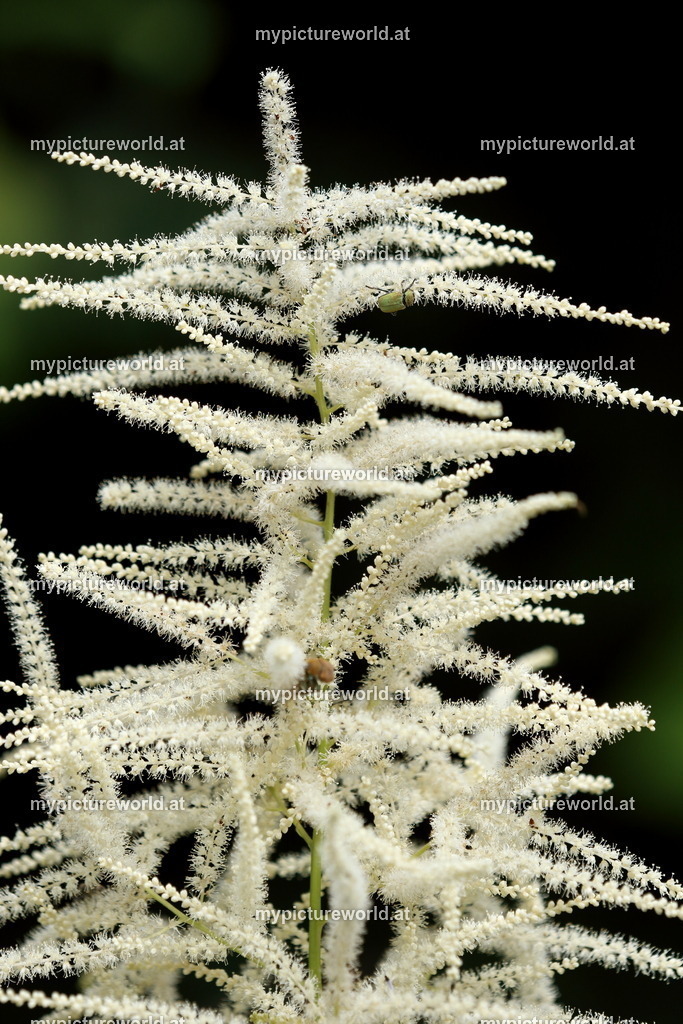 Wald-Geißbart-002 | Das Bilderarchiv über Tiere, Planzen und Landschaften. In der Bilddatenbank finden Sie ein große Auswahl an hochwertigen Bilder für Ihre Werbung - Realisiert mit Pictrs.com