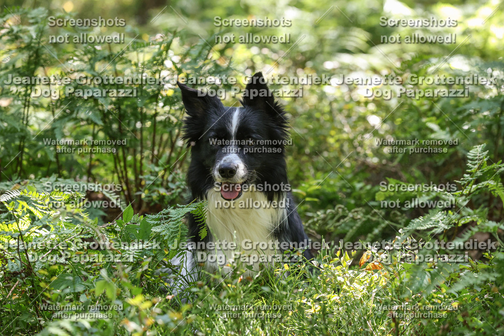Dog Paparazzi -  Agiltiy Greffen 0826-1186 | Dog Paparazzi Jeanette Grottendiek Fotografie & Videografie - Realisiert mit Pictrs.com