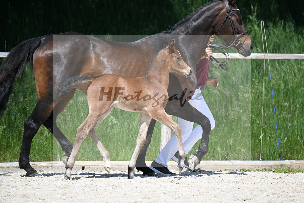 Sanvaro x Abke_HF_Neissendorfer_10250211 | hf-fotografie - Realizzato con Pictrs.com