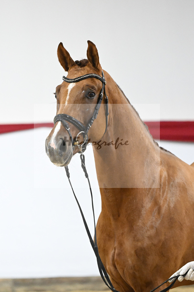 Kat-Nr. 59 v. Viva Gold_Casper u Eulich_63221731 | hf-fotografie - Realizzato con Pictrs.com