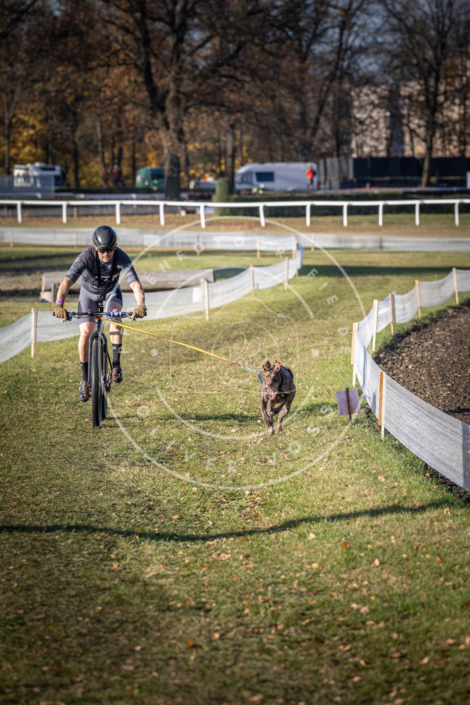 CaniXpix_DV3A2461 | Hundefotografie, Tierfotograf, Pfotenfotografie, Fotoshooting Hund, Hunde Portrait, Hundesport, Hundeportraits, Heideshooting, Hunde, Sportfotograf, Hundefotograf, Turnierhundsport, THS,  - Realisiert mit Pictrs.com