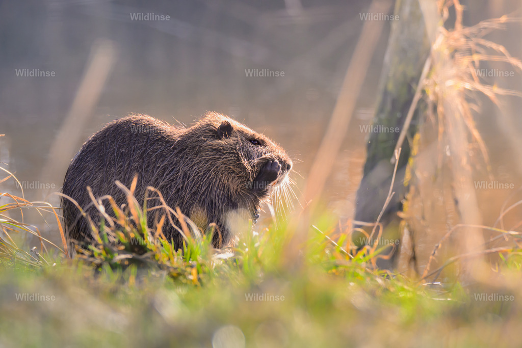 Wildlinse-250315-2 | Willkommen bei Wildlinse. Wildtierfotografien aus Schleswig-Holstein: Entdecke einzigartige Fine-Art-Prints und Poster, die Ruhe, Wildnis und die Schönheit unserer heimischen Tierwelt in dein Zuhause bringen. - Realisiert mit Pictrs.com