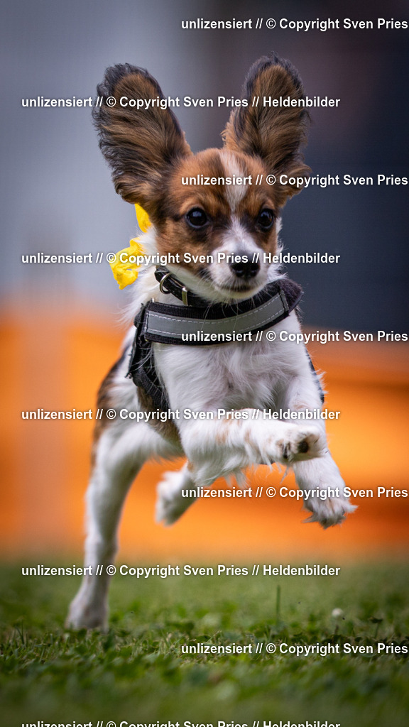 Sven Pries | 19. Allgemeines Hunderennen Karlsruhe Durlach - Realisiert mit Pictrs.com