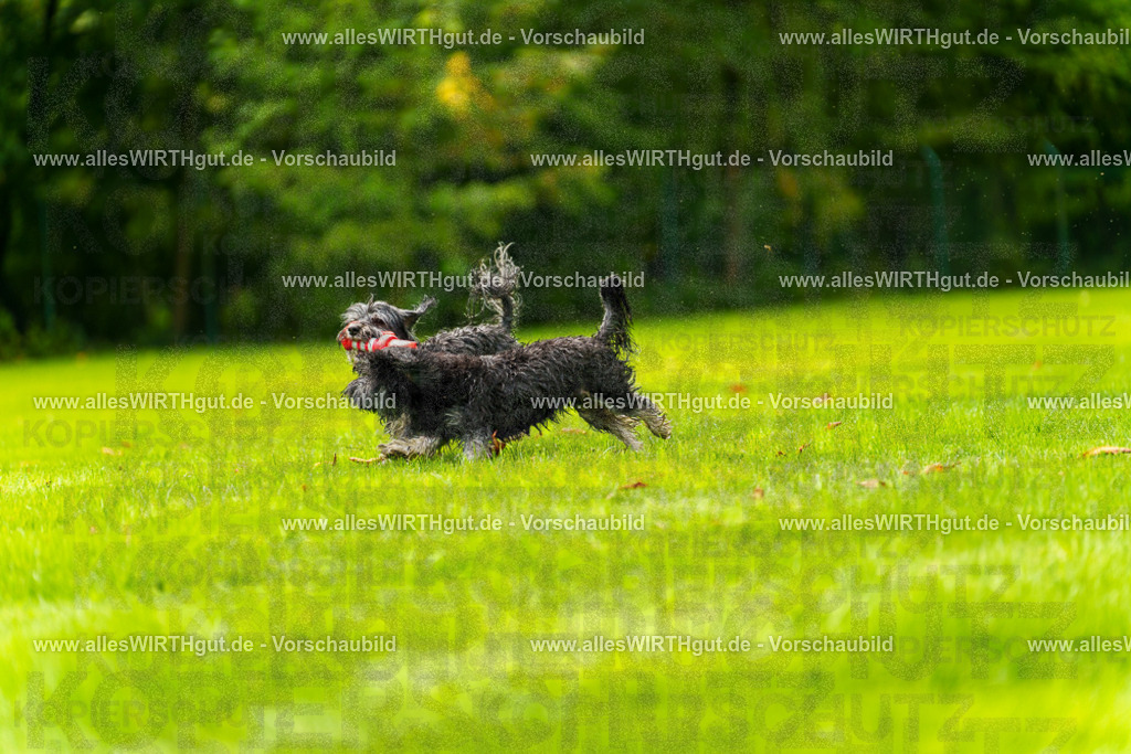 Hundeschwimmen_Grefrath_2026-allesWIRTHgut_Tierfotografie-11_01-7R503007 | Professionelle Tierfotografie in Mönchengladbach von Daniel Wirth (allesWIRTHgut). Liebevolle & natürliche Bilder von Hunden & Katzen für unvergessliche Erinnerungen.