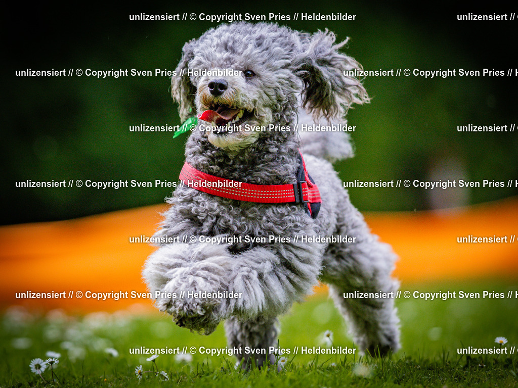 Sven Pries | 2025-05-29 - Pudelrennen KA-Durlach - Realisiert mit Pictrs.com