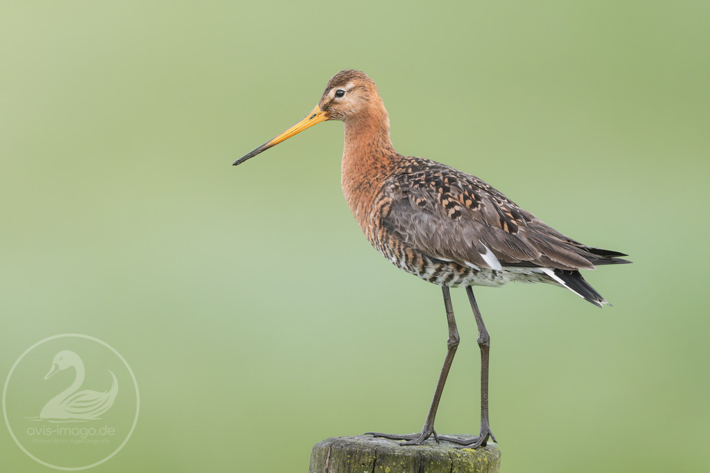 Uferschnepfe  | Uferschnepfe im Ochsenmoor
