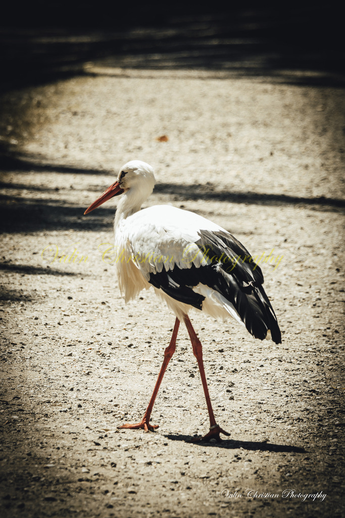 PH 16 | Christian Vulin  - Realisiert mit Pictrs.com