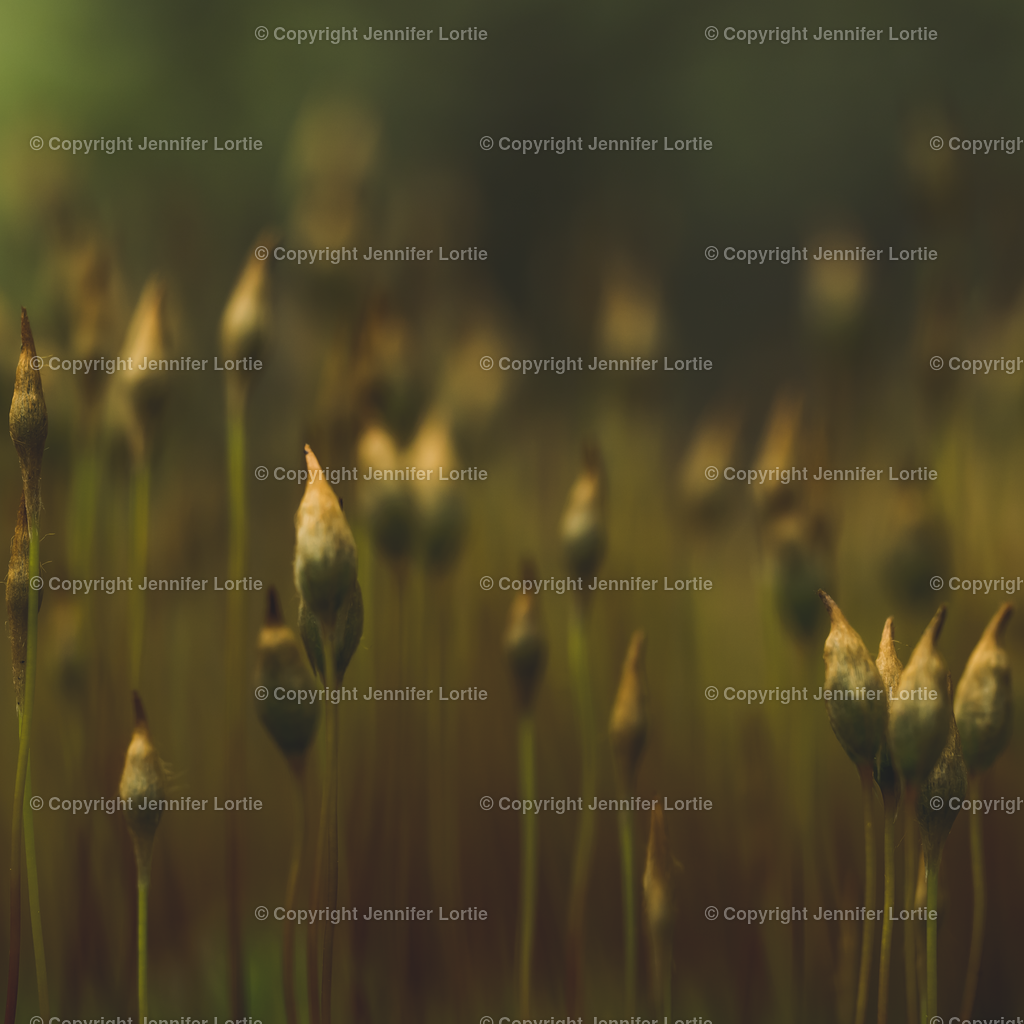 Moosstängel verwaschen | Kreative Naturaufnahmen als hochwertige Druckprodukte kaufen. - Realisiert mit Pictrs.com