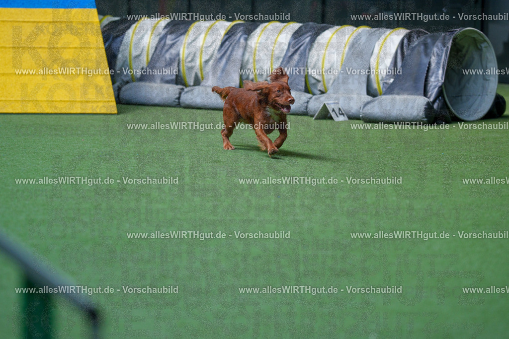 @allesWIRTHgut_Tierfotografie - www.allesWIRTHgut.de - 2604251446-7R505504 | Professionelle Tierfotografie in Mönchengladbach von Daniel Wirth (allesWIRTHgut). Liebevolle & natürliche Bilder von Hunden & Katzen für unvergessliche Erinnerungen.