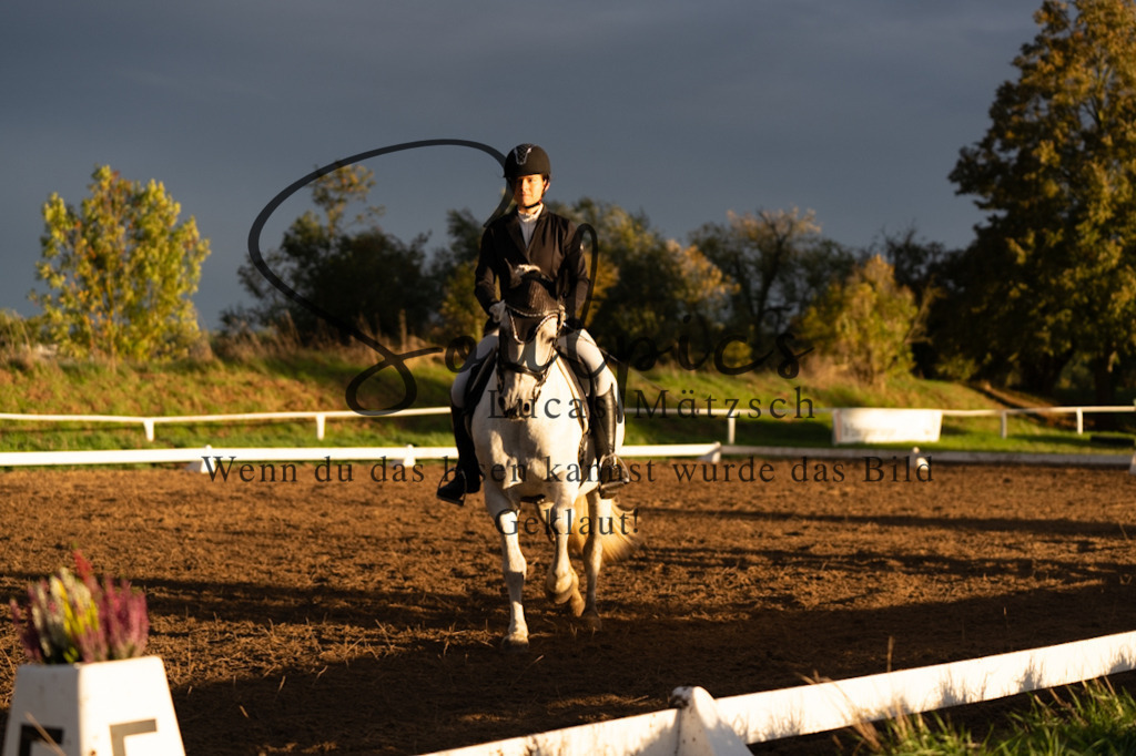 A7V06129 | Pferdefotograf