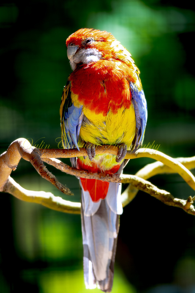 P 88 | Christian Vulin  - Realisiert mit Pictrs.com