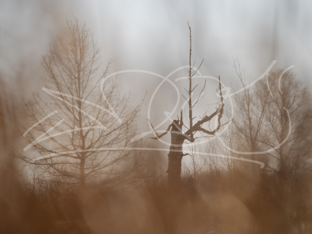 Moorlandschaft | Naturschönheiten aus Deutschland. Pflanzen und Tiere, Insekten und Naturschauspiele. Alle schönen Details, die uns umgeben, fotografiert von Michi Moc.  - Realisiert mit Pictrs.com