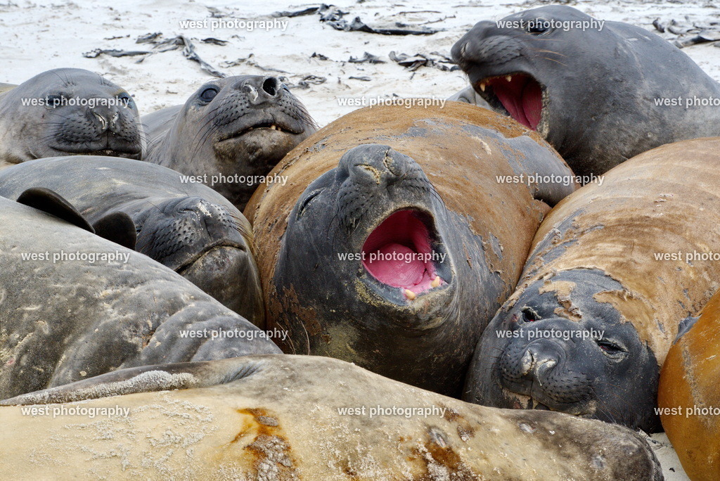 Sea Lion 2 SLI - FLK 2014 | west photography - Realisiert mit Pictrs.com