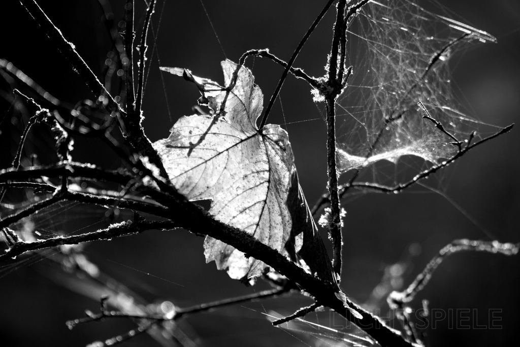 Blatt | Blatt im Gegenlicht - Realisiert mit Pictrs.com