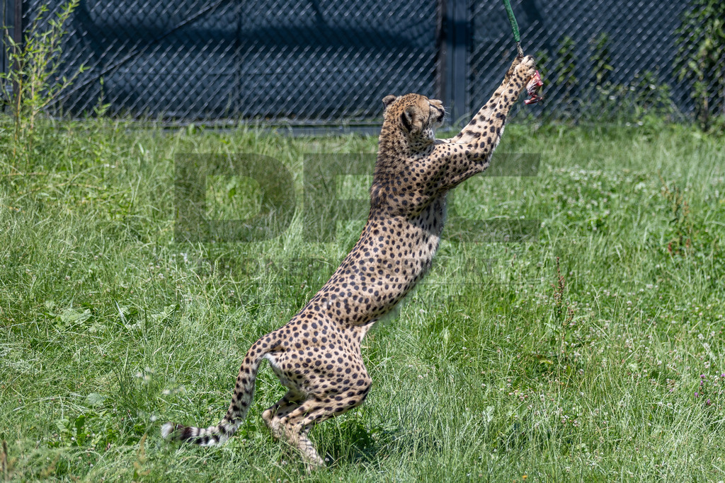 Gepard in Bewegung | Ein Gepard durchstreift das hohe Gras. Kraft, Eleganz und Geschwindigkeit vereinen sich in diesem Moment der Wildtierfotografie. - Realisiert mit Pictrs.com