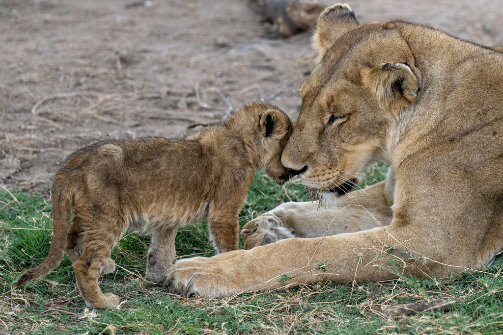 Serengeti Nationalpark - 29. September 2022 | Löwen im Serengeti Nationalpark.
Bild: Sportfotografie Markus Aeschimann | www.markus-aeschimann.ch - Realisiert mit Pictrs.com
