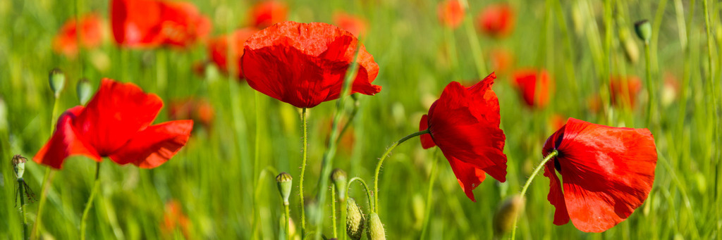 mohn-20-2 | <div id="allefotografen-seal-verified-green"></div><script src="https://www.allefotografen.de/956728/seal-verified-green/seal.js" async="async"></script> - Realisiert mit Pictrs.com