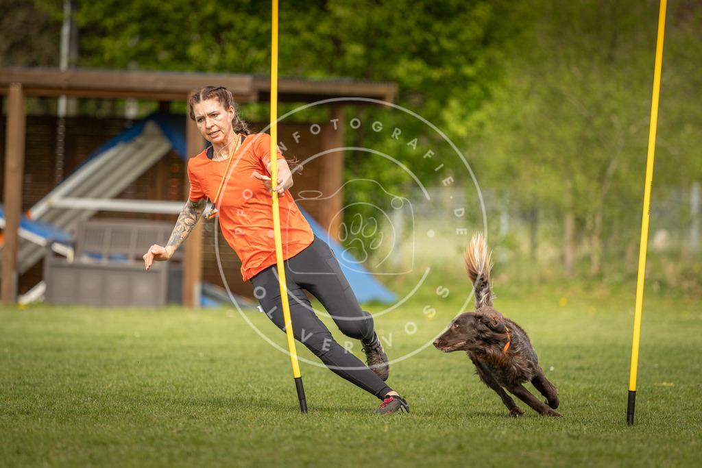 Pfotenfotografie_DV3A5431 | Hundefotografie, Tierfotograf, Pfotenfotografie, Fotoshooting Hund, Hunde Portrait, Hundesport, Hundeportraits, Heideshooting, Hunde, Sportfotograf, Hundefotograf, Turnierhundsport, THS,  - Realisiert mit Pictrs.com