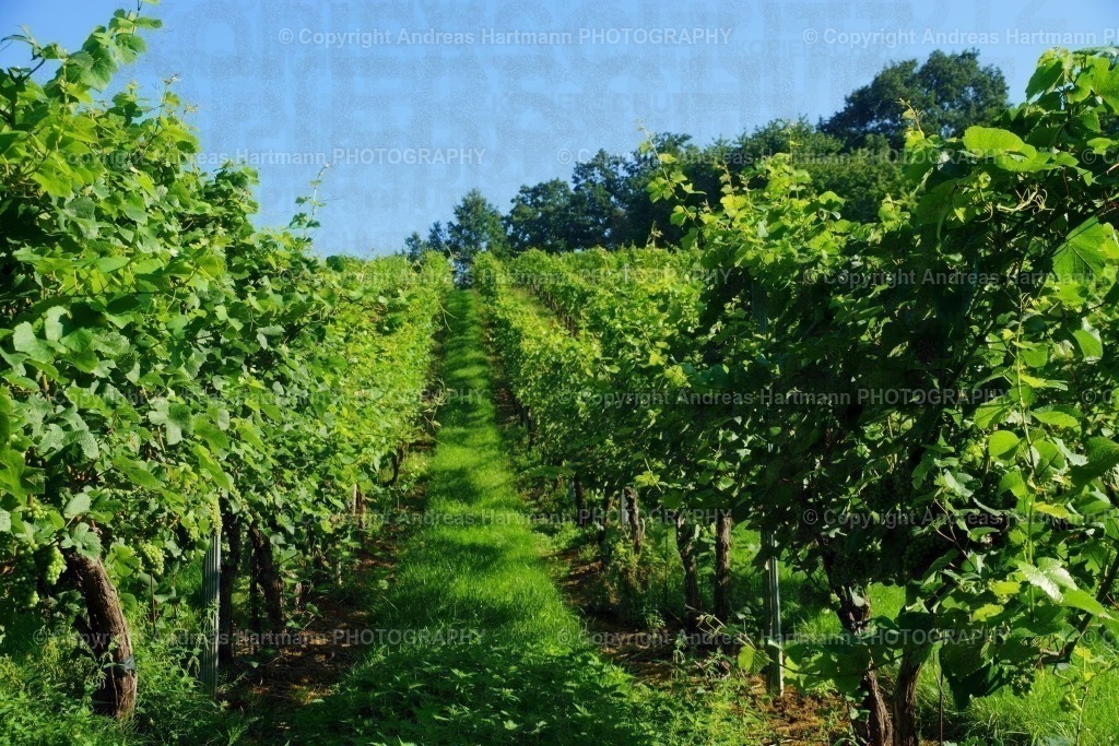 Weinberg | Weinberg - Realisiert mit Pictrs.com