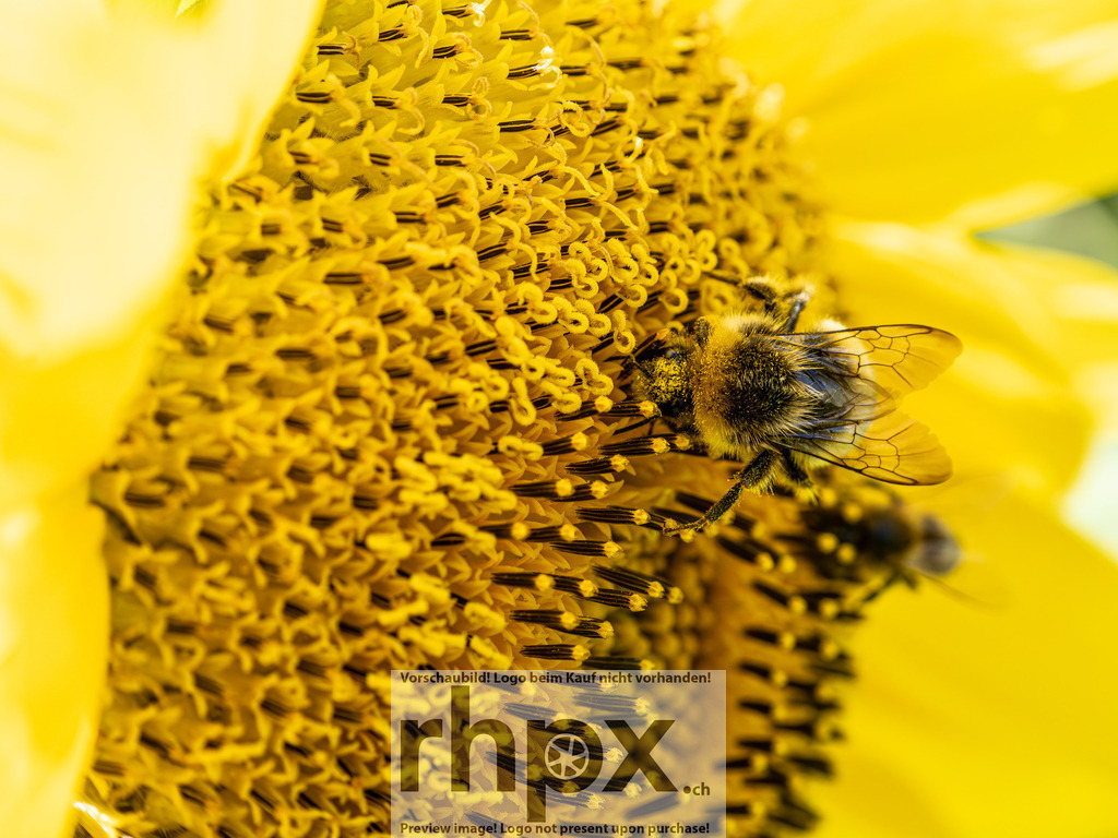 Fleissige Biene auf Sonnenblume | Leben. Fleiss. Natur.
Eine detailreiche Makroaufnahme fängt den Moment ein, in dem eine Biene inmitten goldgelber Röhrenblüten Pollen sammelt. Das Zusammenspiel von lebendiger Natur und der faszinierenden Struktur der Sonnenblume unterstreicht die Bedeutung der kleinsten Helfer in unserem Ökosystem.
Wähle unter "Produktauswahl" dein Wunschformat: Vom klassischen Wandbild über Puzzle &amp; Tassen bis zum digitalen Download (z.B. als Handy-Hintergrund).
 - Realisiert mit Pictrs.com
