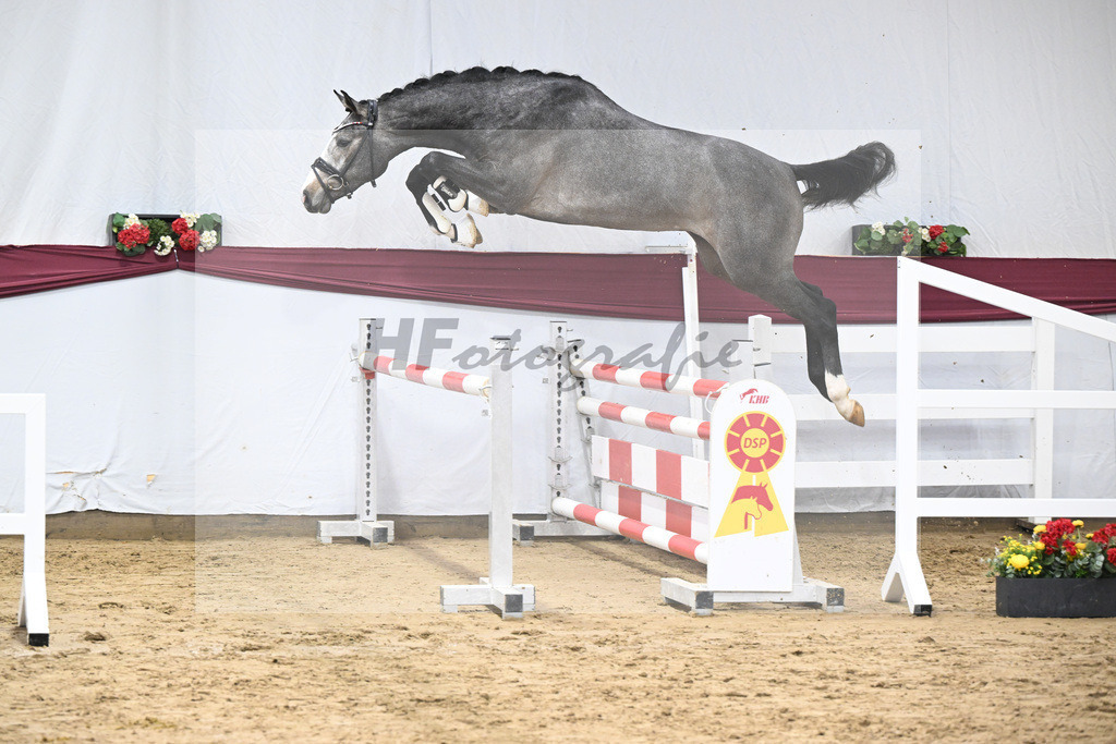 Kat-Nr. 77 Conthargos x Zirocco Blue_Mathieu Beckmann_47252710 | hf-fotografie - Realisiert mit Pictrs.com