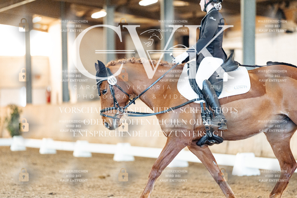 CK906544 | Turnierfotografie Pferdefotografie Trier Rheinland-Pfalz Pferdesport Reitsport Tierfotografie Sportfotografie Pferdevideo Pferdevideografie Equestrianvideography equestrianphotography  - Realized with Pictrs.com