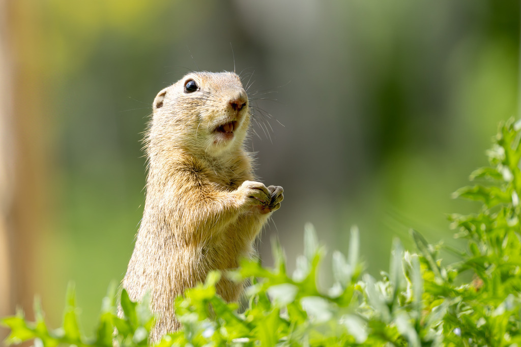 Das Ziesel | Das Ziesel (Spermophilus citellus), auch Europäisches Ziesel genannt, gehört zur Familie der Hörnchen, zu der auch das heimische Eichhörnchen und das Murmeltier zählen. Es ist ein faszinierender, wärmeliebender Kleinsäuger, dessen Lebensweise perfekt an die karge Umgebung offener Grassteppen und kurzrasiger Wiesen angepasst ist. Trotz seiner geringen Größe spielt das Ziesel eine wichtige Rolle in seinem Ökosystem und hat eine wechselhafte Geschichte im Verhältnis zum Menschen hinter sich. - Realisiert mit Pictrs.com