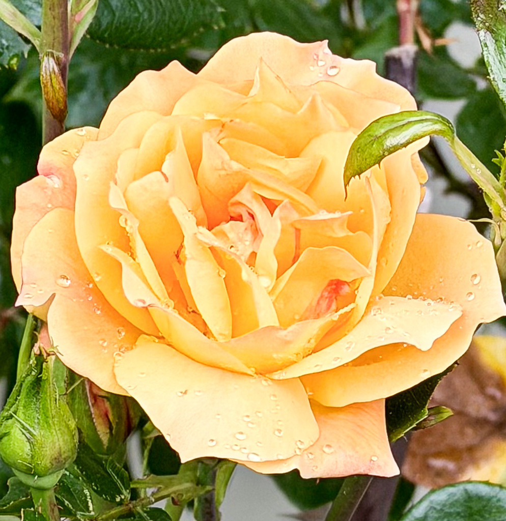 Golden Yellow Rose Close-Up | Elegant close-up of a blooming yellow rose with soft petals and delicate natural details. - Realisiert mit Pictrs.com