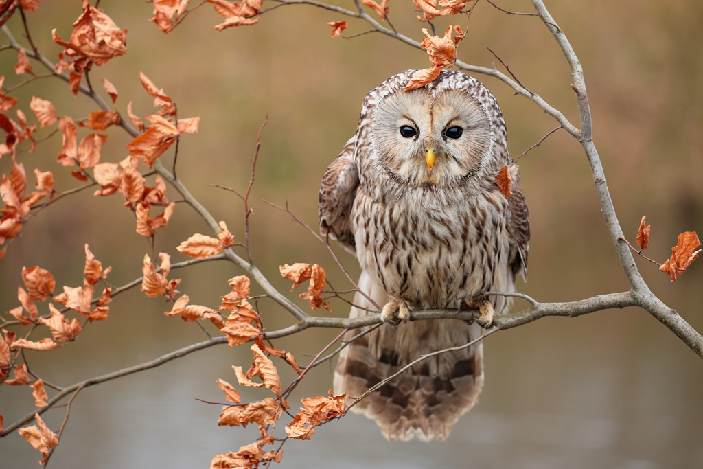 Wandbild - Habichtskauz in herbstlicher Ruhe | Dieses bezaubernde Wandbild zeigt einen Habichtskauz, der auf einem Ast sitzt, umgeben von herbstlichen Blättern. Die Eule blickt mit ihren großen, dunklen Augen direkt in die Kamera und verleiht dem Bild eine mystische Atmosphäre. Die warmen, erdigen Farben der Blätter und des Gefieders harmonieren perfekt miteinander und schaffen eine beruhigende Herbststimmung. Der unscharfe Hintergrund verstärkt die Fokussierung auf den Habichtskauz und betont seine feinen Details und die natürliche Schönheit. Dieses Bild symbolisiert Ruhe, Naturverbundenheit und die stillen Momente des Waldes.