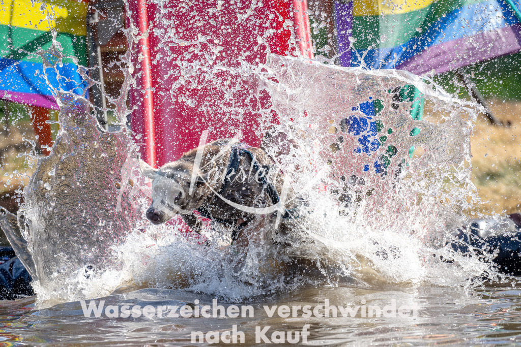 1635_ZZ90164 | kk-dogfotos