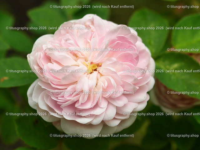 titusgraphy-P6080462_var-107 | Fotokunstarbeit aus der INSTAGRAM-Gallerie auf titusgraphy.eu - Realisiert mit Pictrs.com