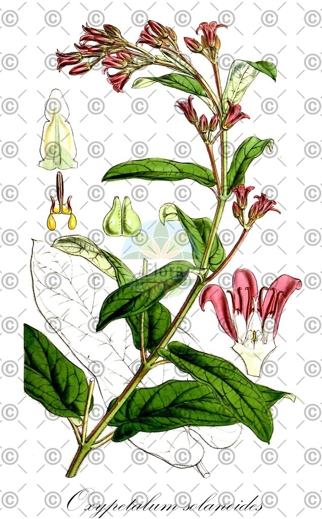 HistAbb_EMP_27715_6_FLORAD_SIMPLE | Historische Abbildung von Oxypetalum solanoides - Apocynaceae | Historical Illustration of Oxypetalum solanoides - Apocynaceae