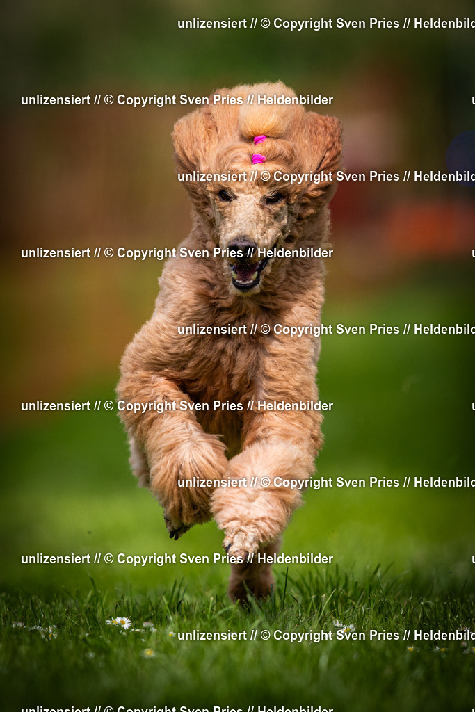 Sven Pries | 2025-04-13 - Hunderennen Baden-Baden - Realisiert mit Pictrs.com