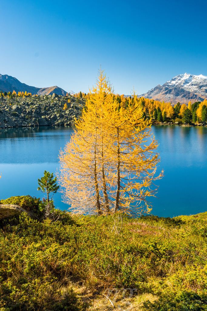 Gelbe Lärche vor Lagh da Val Viola im Herbst, Puschlav, Schweiz | Die ideale Geschenkidee für Naturliebhaber. Naturbilder von Marcel Gross Photography für ihr Zuhause in den verschiedensten Formaten und Materialien. - Realisiert mit Pictrs.com
