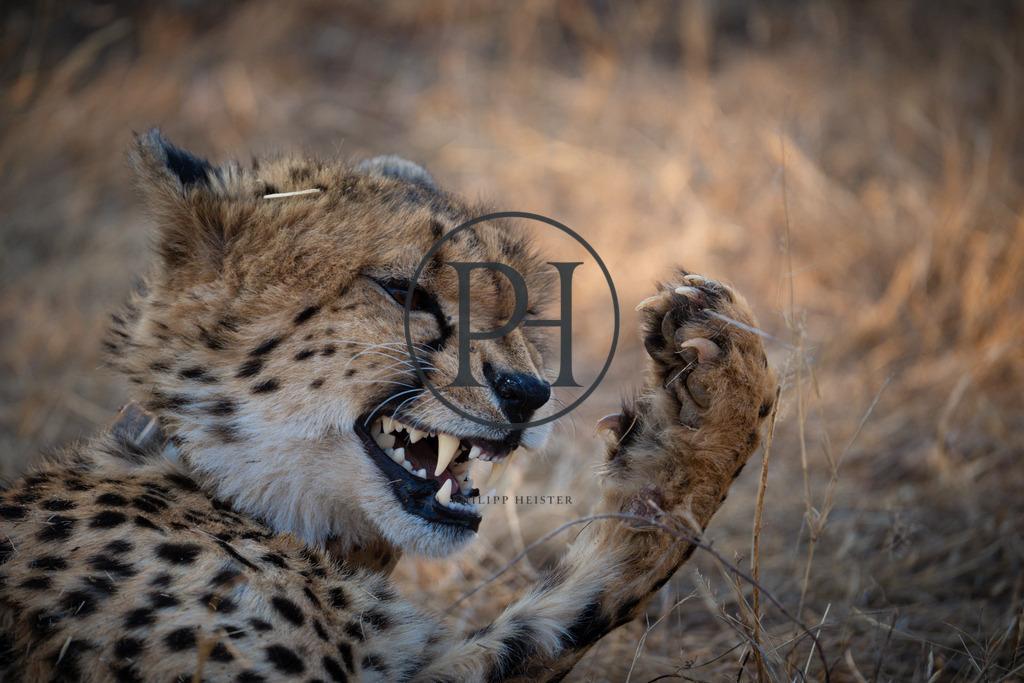 DSC07722 | Philipp-Heist - Realisiert mit Pictrs.com