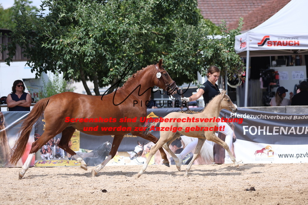 Fohlenschau_Schwäbisch_Hall_Ponys_KN 44_11 | lmwpictures - Realisiert mit Pictrs.com