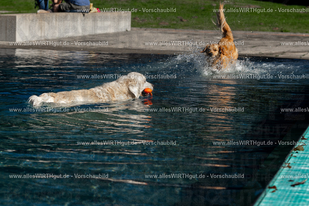 Hundeschwimmen_Volksbad_2026-allesWIRTHgut_Tierfotografie-2609061058-FAY06068 | Professionelle Tierfotografie in Mönchengladbach von Daniel Wirth (allesWIRTHgut). Liebevolle & natürliche Bilder von Hunden & Katzen für unvergessliche Erinnerungen.