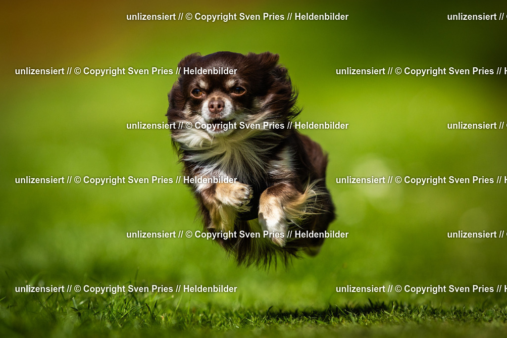 Sven Pries | 2025-04-13 - Hunderennen Baden-Baden - Realisiert mit Pictrs.com