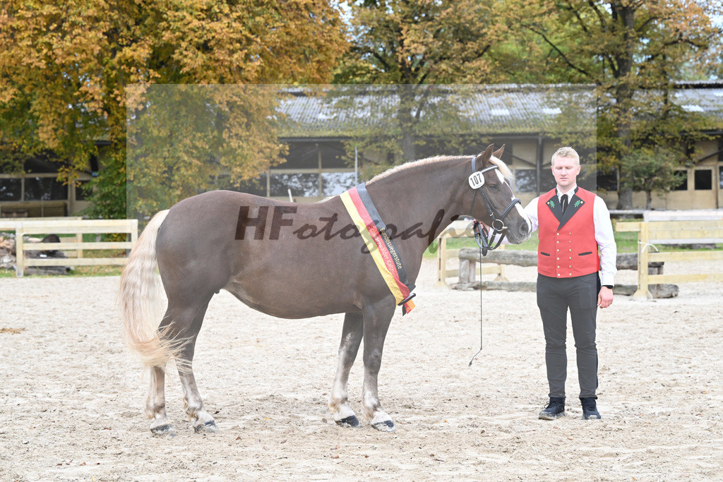Kat-Nr. 107 Fiona vom Schmalzenhof_Neumaier_53223501 | hf-fotografie - Realizzato con Pictrs.com