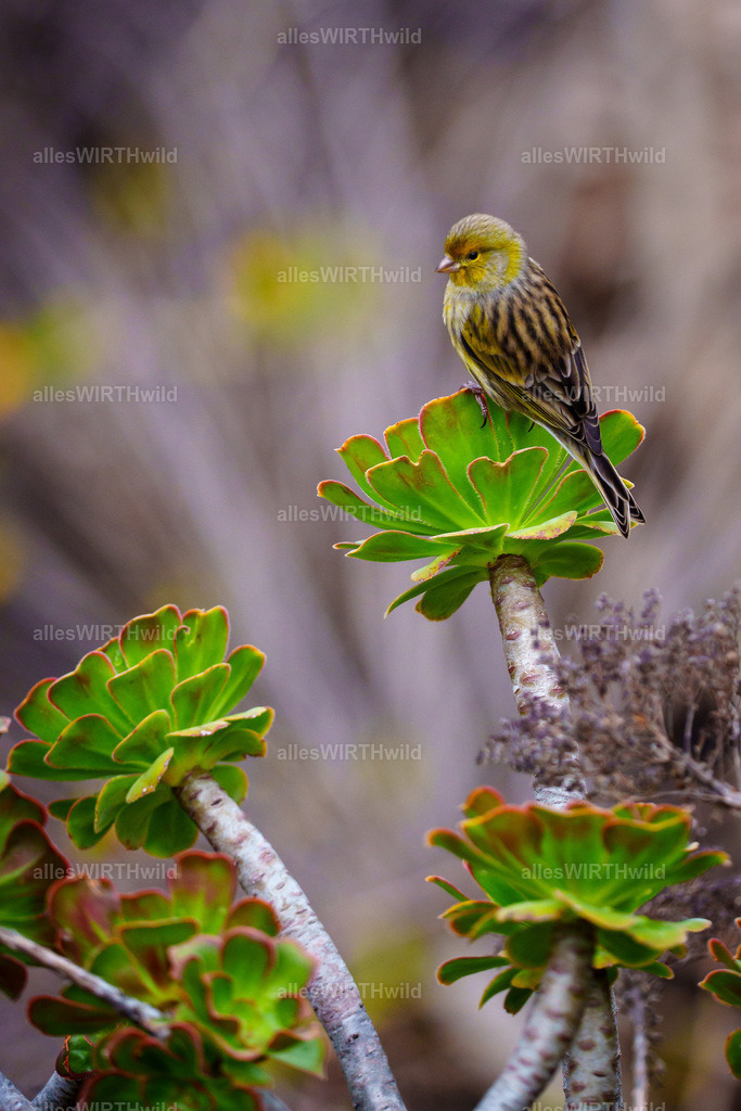 allesWIRTHgut Tierfotografie - allesWIRTHgut.de - 7IV09320 | Entdecke die faszinierende Welt der Natur- und Wildlife-Fotografie von Daniel und Bärbel. Inspirierende Bilder von wilden Tieren und kleinen Naturwundern.