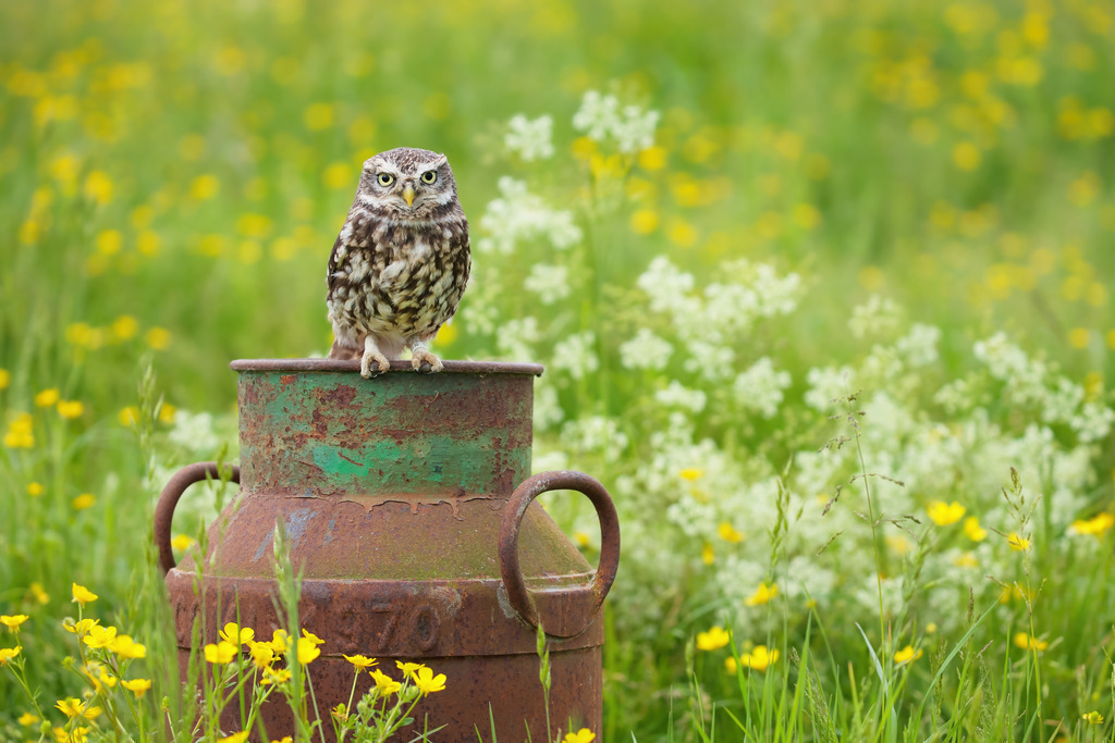 Wandbild - Steinkauz, der Wächter der Wiese | Dieses stimmungsvolle Wandbild zeigt einen Steinkauz, der stolz auf einer alten, verrosteten Milchkanne inmitten einer blühenden Frühlingswiese sitzt. Der kleine Raubvogel mit seinem markanten Gefieder und den durchdringenden Augen kontrastiert eindrucksvoll mit den gelben und weißen Blüten, die die Wiese bedecken. Die rustikale Milchkanne fügt dem Bild eine nostalgische Note hinzu und erinnert an vergangene Zeiten. Der weiche, unscharfe Hintergrund lässt den Steinkauz und die Milchkanne im Vordergrund noch stärker hervorstechen und betont die natürliche Schönheit und Ruhe dieser ländlichen Szene.