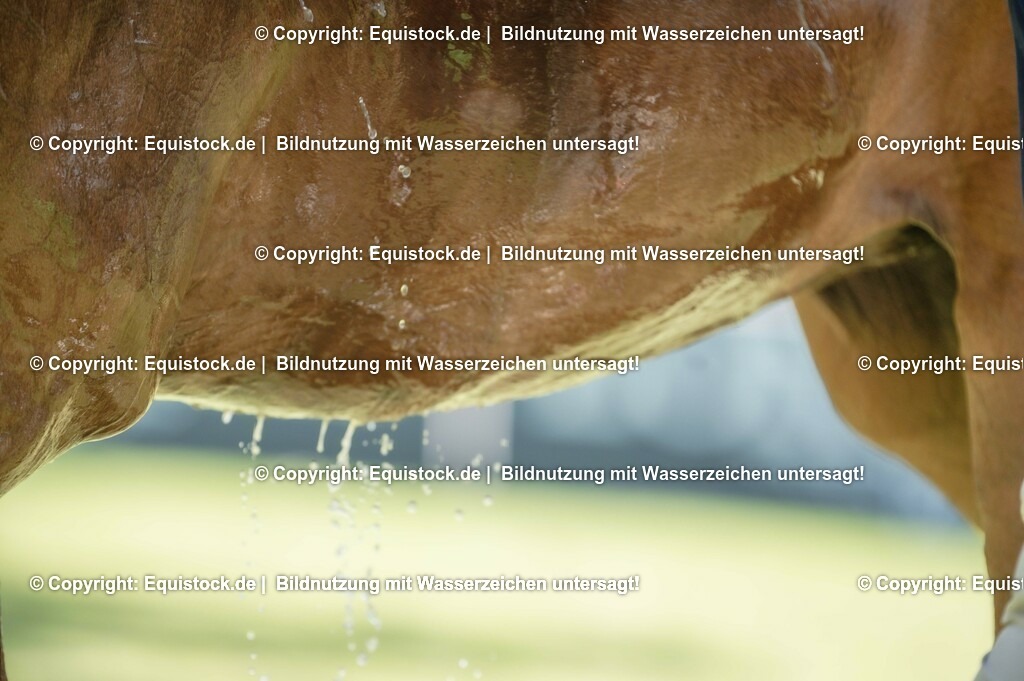 20230527_27_CCI4_Gelände_0187 | equistock