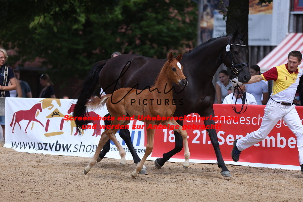 Fohlenschau_Schwäbisch_Hall_dressurbetonte_Fohlen_KN 4_12 | lmwpictures - Realisiert mit Pictrs.com