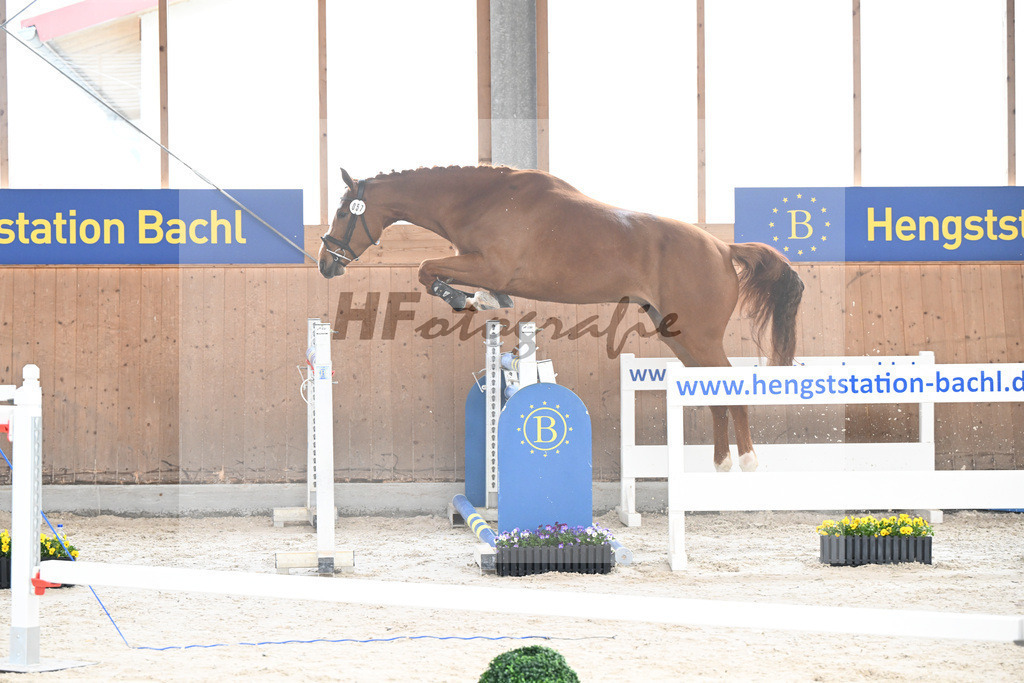 Kat-Nr. 57 Zauberwald v. Talent Charboniere_Bray_5250390 | hf-fotografie - Realizzato con Pictrs.com