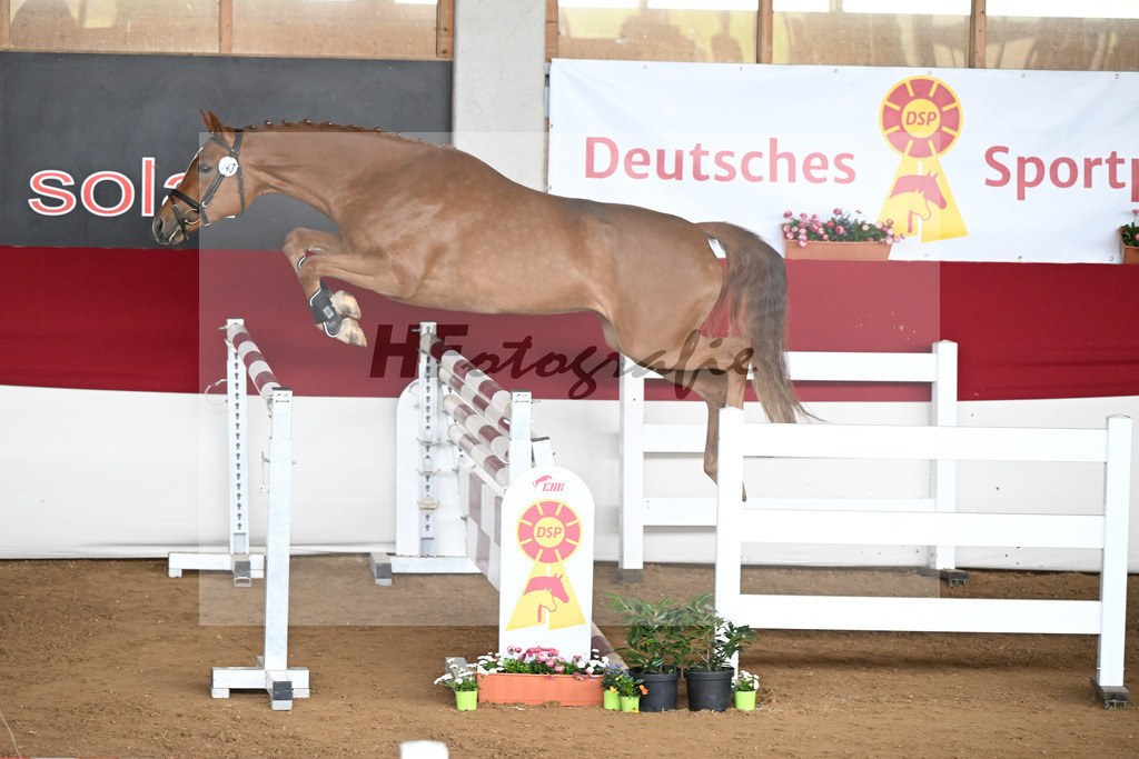 Kat-Nr. 43 Pretty Fox v. Perigueux_Haeussler_9240857 | hf-fotografie - Realizzato con Pictrs.com