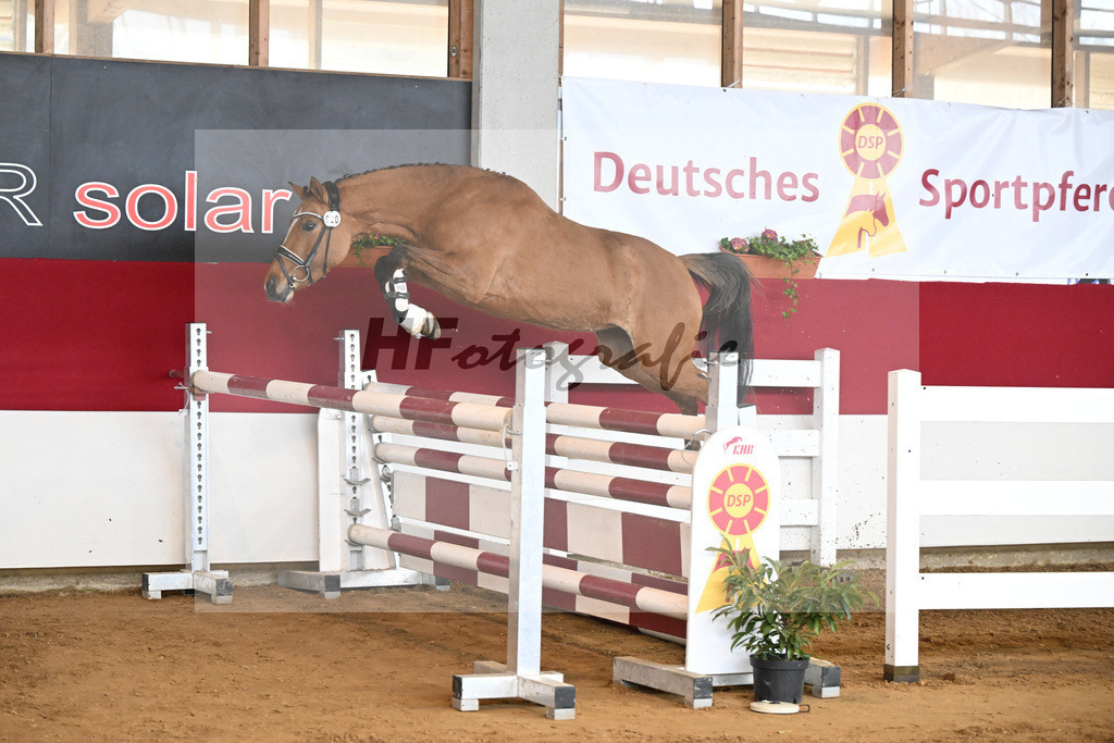 Kat-Nr. 20 Gruendleinshofs Cosmolina v. Cosmopolitan D_Kaus_7251192 | hf-fotografie - Realizzato con Pictrs.com