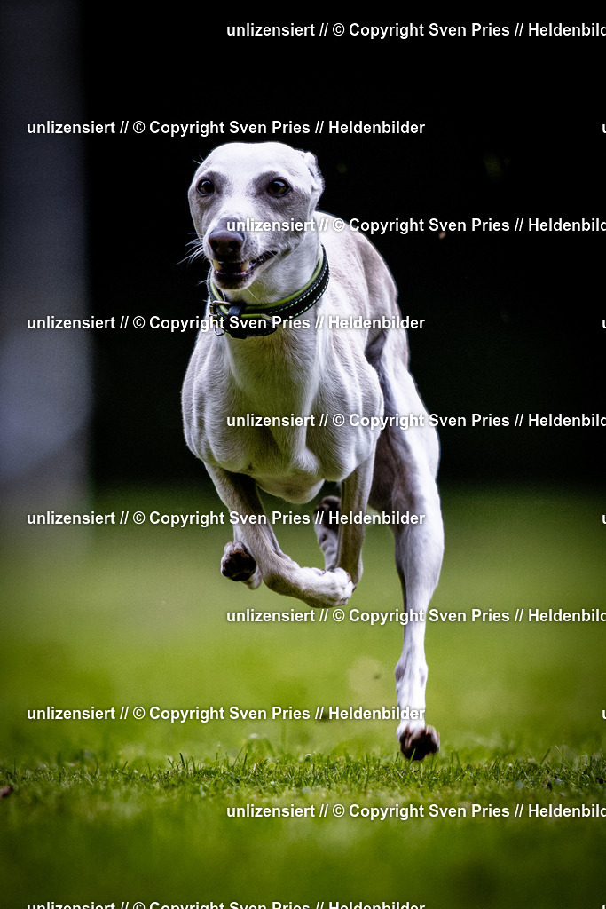 Sven Pries | 2025-10-03 - Hunderennen Obergrombach - Realisiert mit Pictrs.com