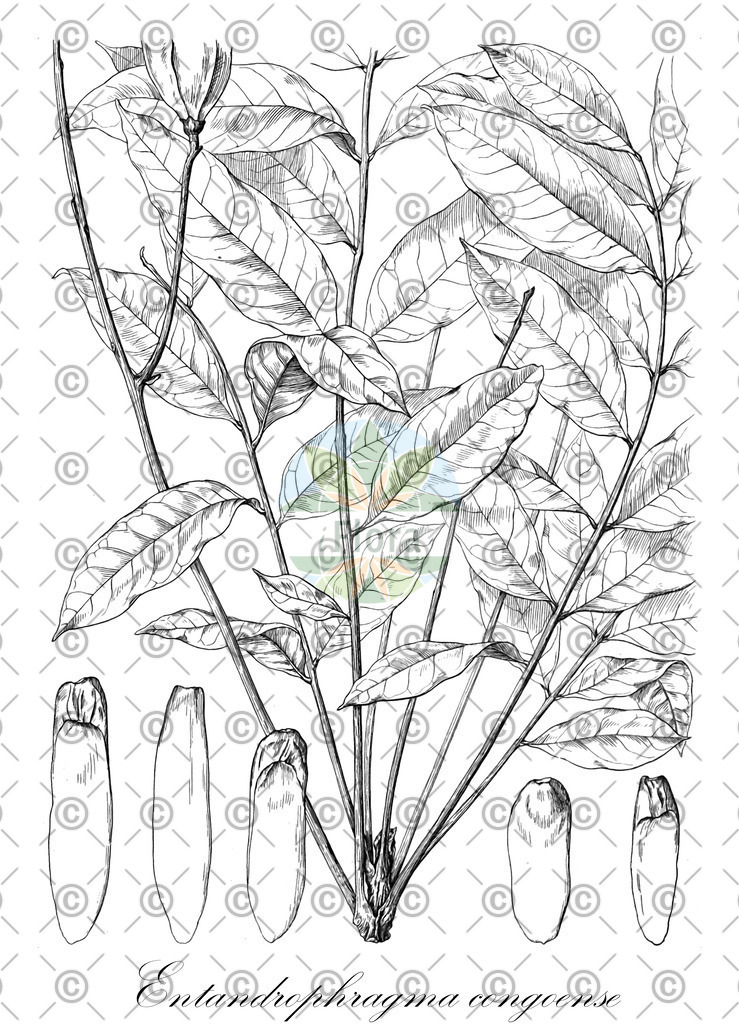 HistAbb_wfo-0000668247_2_ENZY_Simple | Historische Abbildung von Entandrophragma congoense - Meliaceae | Historical Illustration of Entandrophragma congoense - Meliaceae