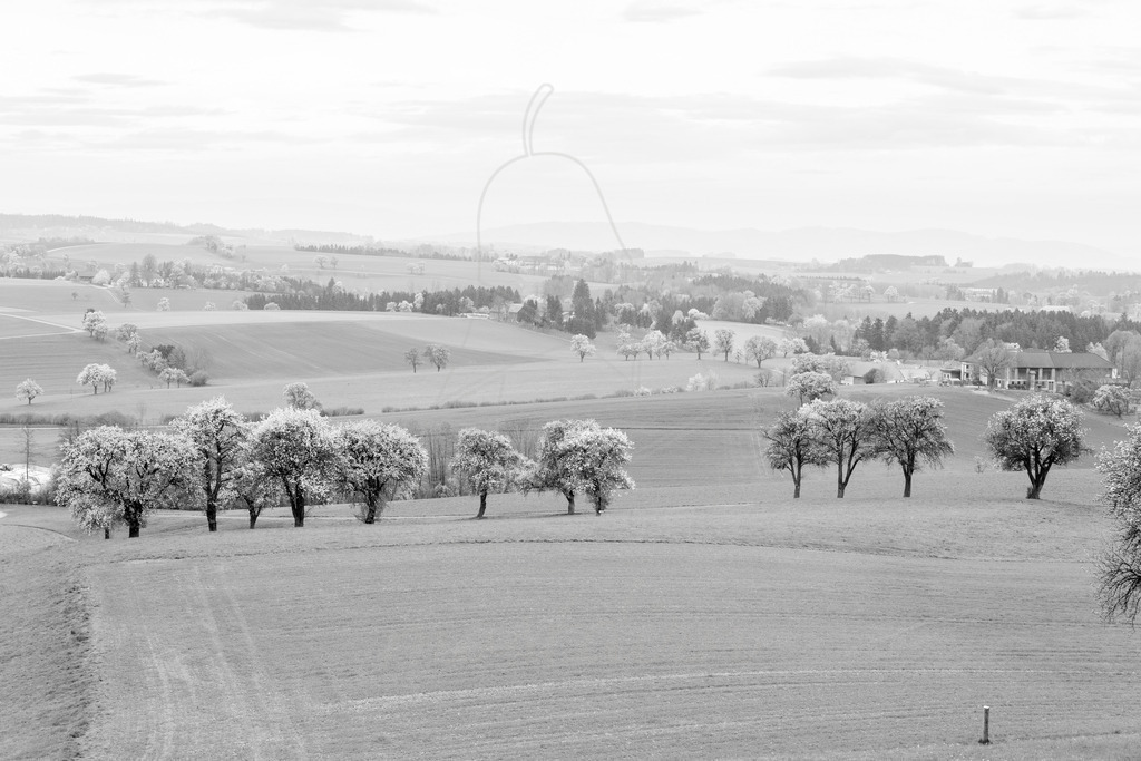 Mostviertel Schwarz Weiß | Ihre Fotografin im Lungau, ihre Fotografin im Mostviertel, Wandbilder Onlineshop, Imagefotos für Ihr Unternehmen,  - Realisiert mit Pictrs.com